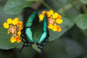 *Le machaon meraude (Lpidoptre - Papilionidae - Papilio palinurus)